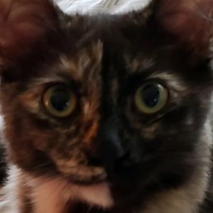 Meet your Posher, Ally